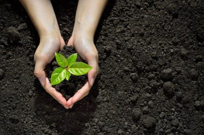 Person holding a plant sparks contemplation on property and liability matters.