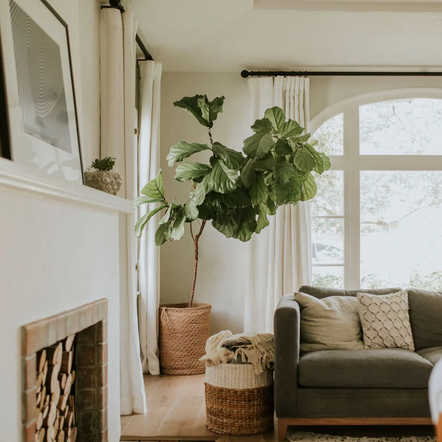 Bright living room with large plant.