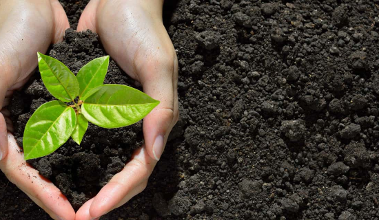 A nurturing hand holding a small plant, representing the importance of Association Liability insurance in providing protection.